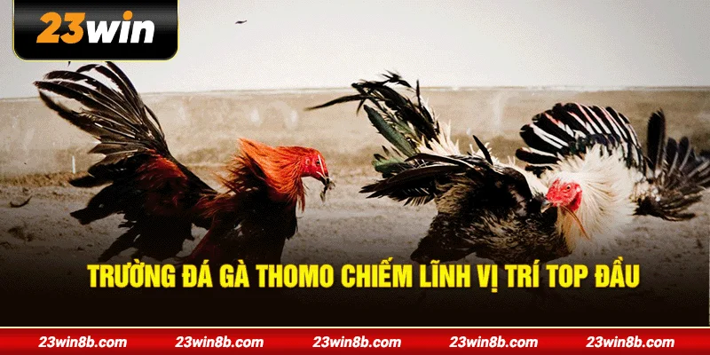 Trường đá gà Thomo chiếm lĩnh vị trí top đầu