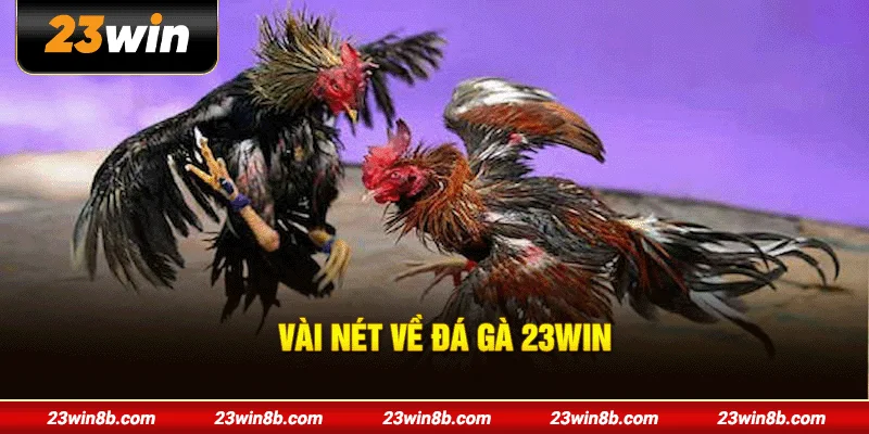 Vài nét về đá gà 23WIN